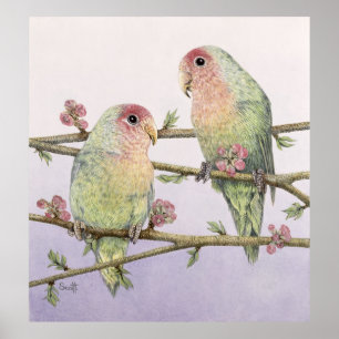 Liebe-Vögel Poster