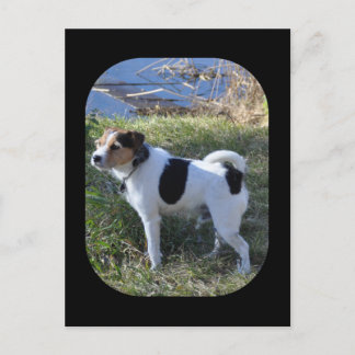 Liebe von Hund von Janz Jack Russell Postkarte