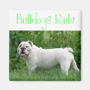 Liebe Weiße Englische Bulldogge Welpen Hund Magnet