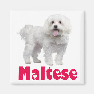 Liebe weiße Malteser-Welpen-Hund-Kühlschrankmagnet Magnet