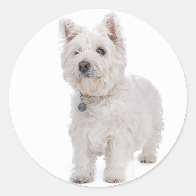 Liebe West Highland Terrier Puppy Docker Siegel Runder Aufkleber (Vorderseite)