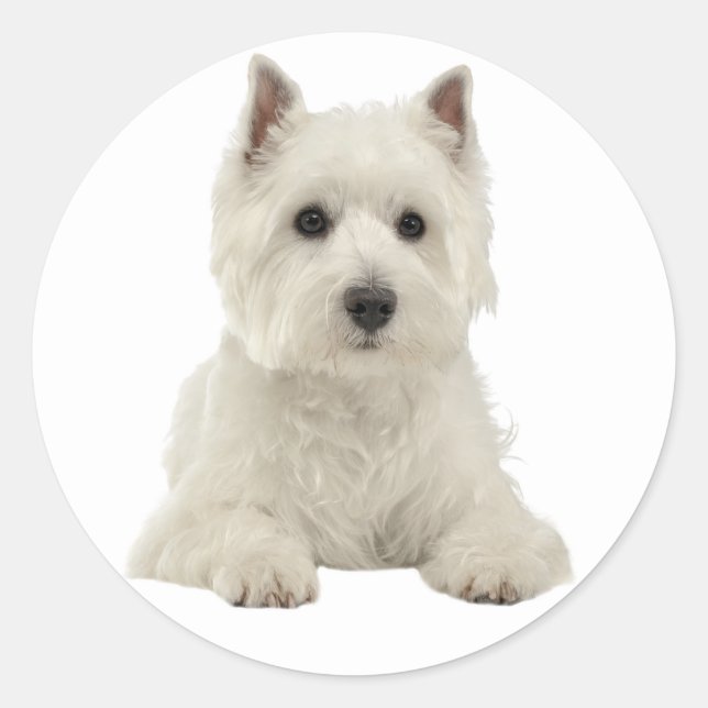 Liebe West Highland Terrier White Puppy Dog Runder Aufkleber (Vorderseite)
