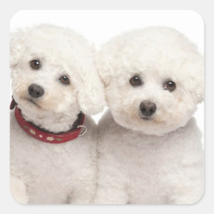 Liebe White Bichon Frise Welpe Hund Stickers