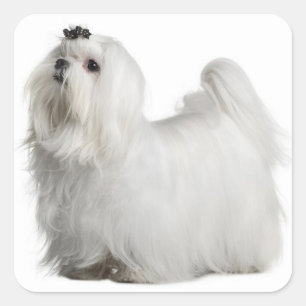 Liebe White Maltese Puppy Docking Stickers Siegel