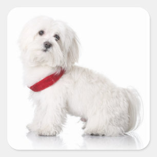 Liebe White Maltese Puppy Docking Stickers Siegel