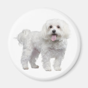 Liebe White Maltese Puppy Dog Kühlschrankmagnet