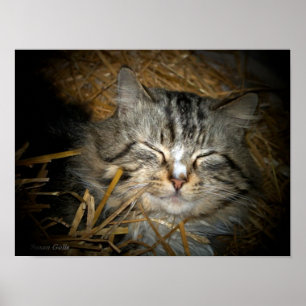 Liebe wilde Katze schlafend im Strohbett Foto Poster