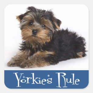 Liebe Yorkshire Terrier Puppy Docker / Siegel Quadratischer Aufkleber