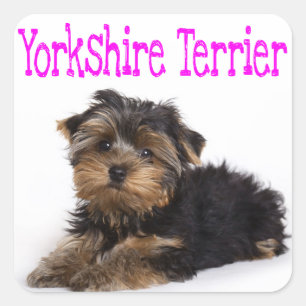 Liebe Yorkshire Terrier Puppy Docker / Siegel Quadratischer Aufkleber