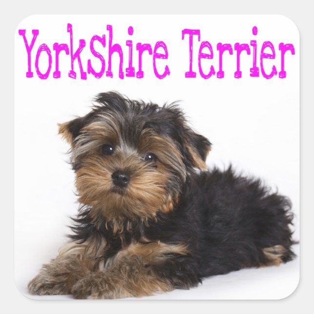 Liebe Yorkshire Terrier Puppy Docker / Siegel Quadratischer Aufkleber (Vorderseite)