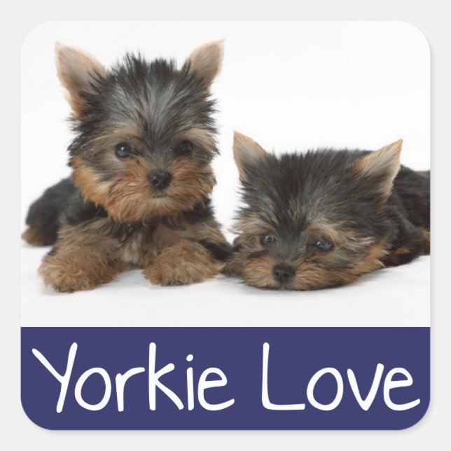 Liebe Yorkshire Terrier Puppy Docker / Siegel Quadratischer Aufkleber (Vorderseite)
