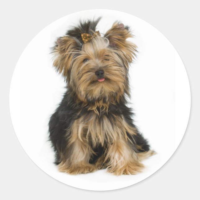 Liebe Yorkshire Terrier Puppy Docker / Siegel Runder Aufkleber (Vorderseite)