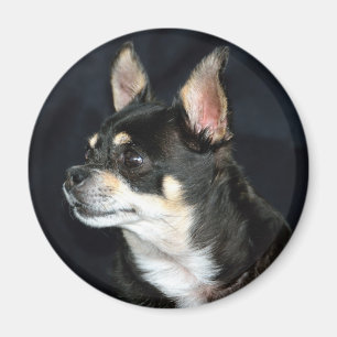 LiebeChihuahuas Magnet