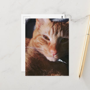 liebenswerte rote Katze im Bett in der Sonne Postkarte