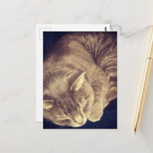liebenswerter grauer Tabby-Kat schlafend Postkarte