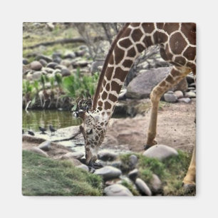 liebenswürdiger Giraffenmagnet Magnet