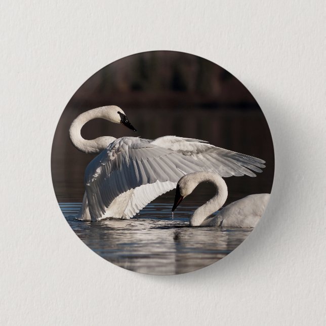 Liebesschwäne Button (Vorderseite)