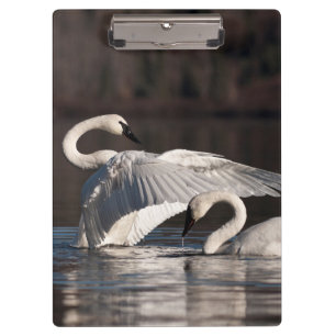 Liebesschwäne Klemmbrett