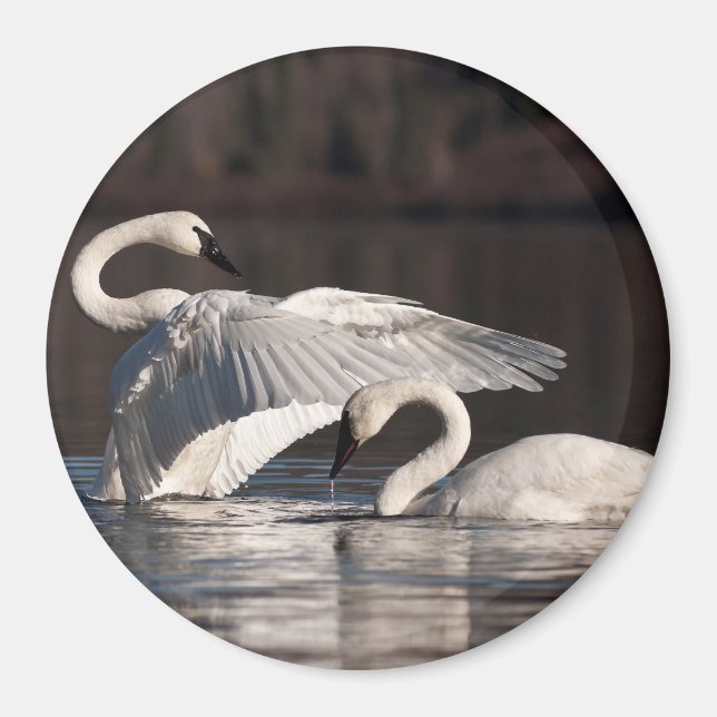 Liebesschwäne Magnet (Vorne)