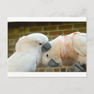 Liebesvögel Postkarte