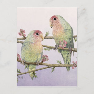 Liebesvögel Postkarte