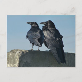 Liebesvögel Postkarte