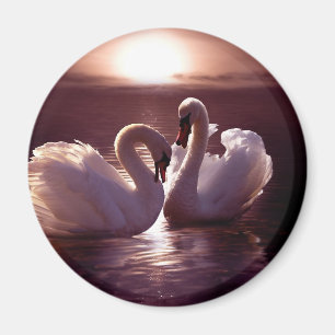 Liebevolle Schwäne, die ein Herz bilden Magnet