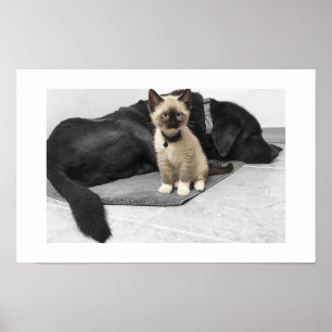 Liebevoller blauer Wachkatze Poster