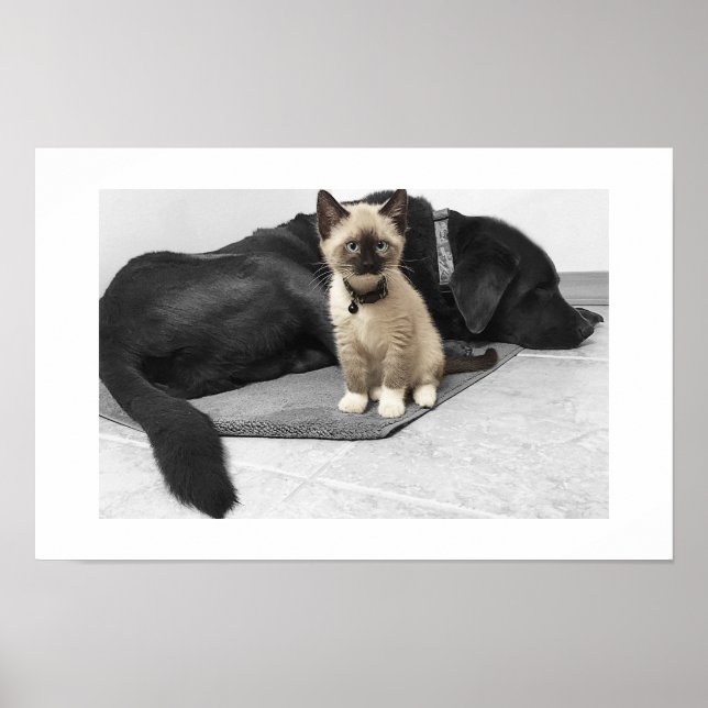 Liebevoller blauer Wachkatze Poster (Vorne)