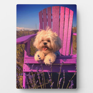 Liebevoller flauschiger Shih Tzu Spielzeug Welpe,  Fotoplatte