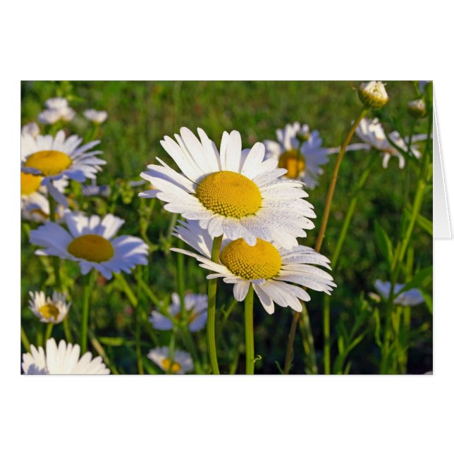 Liebhaber (Vorderseite (Horizontal))