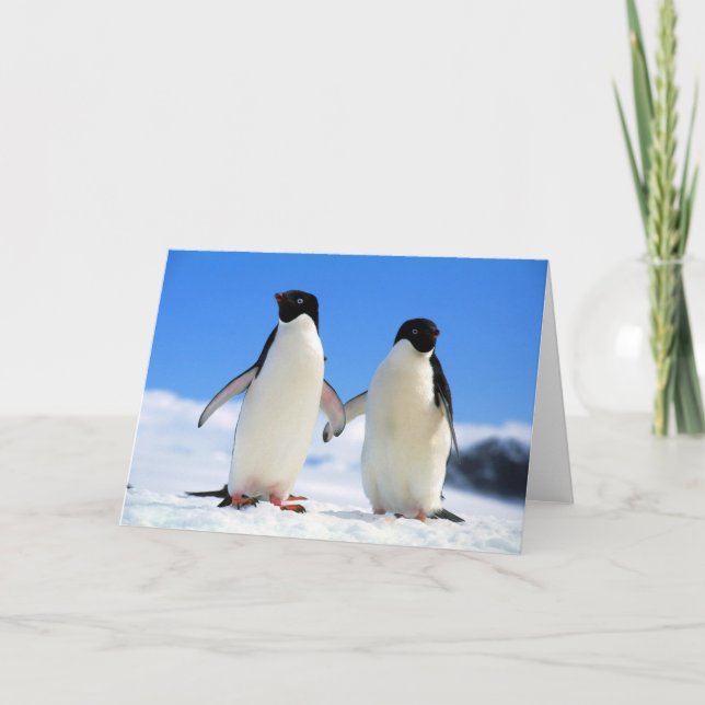 Liebhaber-Pinguine Karte (Vorderseite)