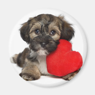 Liebhaber-Valentinsgruß Havanese Hündchen Magnet