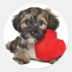 Liebhaber-Valentinsgruß Havanese Hündchen Runder Aufkleber