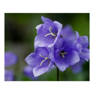 Lieblich Bellflower Campanula Poster