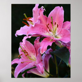 Lieblich rosa Lily bluboms floral Poster