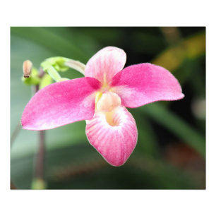 Lieblich rosa Orchid Fotodruck