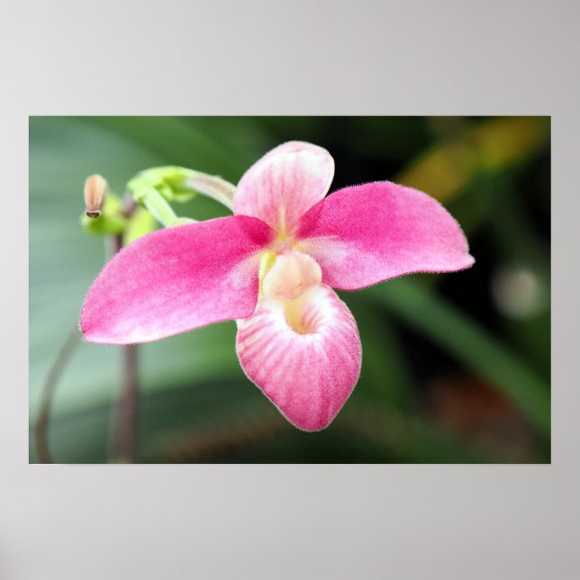 Lieblich rosa Orchid Poster (Vorne)