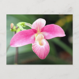 Lieblich rosa Orchid Postkarte