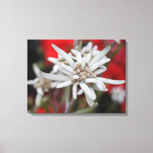 Liebliche Edelweiss Leontopodium nivale Leinwanddruck