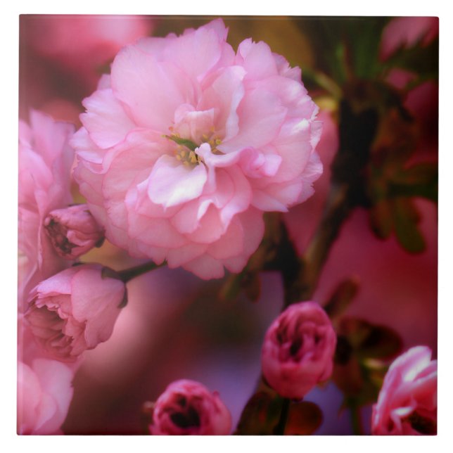 Liebliche Frühlingserreger Rosa Kirschblüten Fliese (Vorderseite)