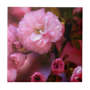 Liebliche Frühlingserreger Rosa Kirschblüten Fliese