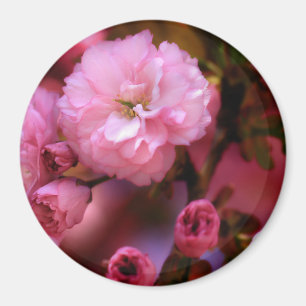 Liebliche Frühlingserreger Rosa Kirschblüten Magnet