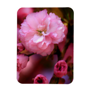Liebliche Frühlingserreger Rosa Kirschblüten Magnet