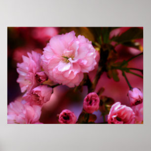 Liebliche Frühlingserreger Rosa Kirschblüten Poster