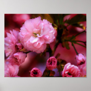 Liebliche Frühlingserreger Rosa Kirschblüten Poster