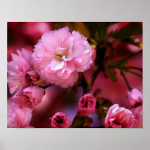 Liebliche Frühlingserreger Rosa Kirschblüten Poster