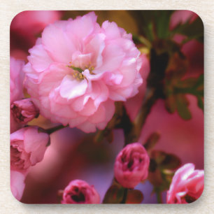 Liebliche Frühlingserreger Rosa Kirschblüten Untersetzer