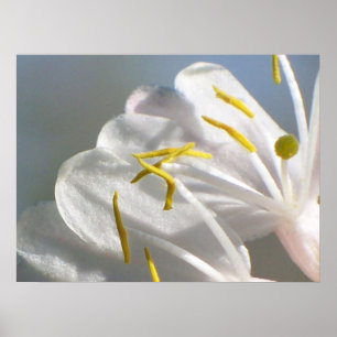 Liebliche Honeysuckle Poster