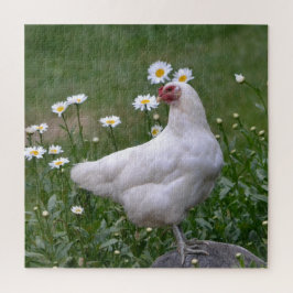 Liebliche Hühner und Daisien